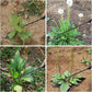 2025 Upgrade🏡Garden Weed Removal Tool Lifting And Weeding Tool