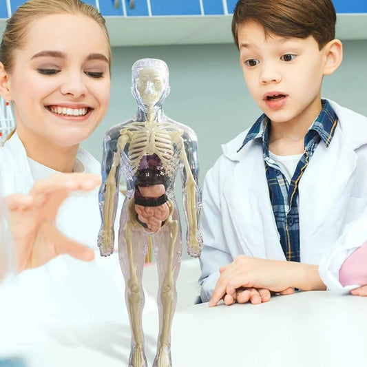 🔥Christmas Sale-Up to 80% Off👾Clear Human Body Structure Model
