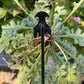 2025 Upgrade🏡Garden Weed Removal Tool Lifting And Weeding Tool