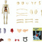 🔥Christmas Sale-Up to 80% Off👾Clear Human Body Structure Model