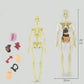 🔥Christmas Sale-Up to 80% Off👾Clear Human Body Structure Model