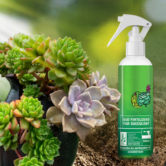 Bud Fertilizers for Succulent Plant