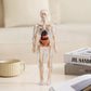 🔥Christmas Sale-Up to 80% Off👾Clear Human Body Structure Model