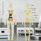 🔥Christmas Sale-Up to 80% Off👾Clear Human Body Structure Model